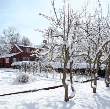 wintry scene with snow covered trees and a red farmhouse in the distance
