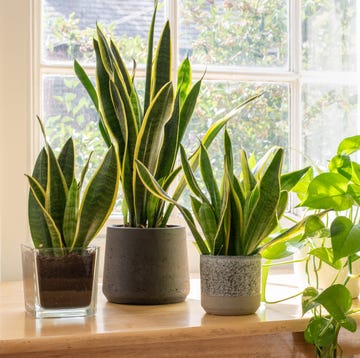 potted snake plants inside a beautiful new flat or apartment