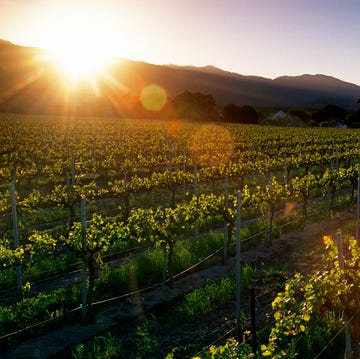 A Vineyard Glows In The Late Afternoon Sunshine, Salinas Valley, California